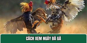 Cách xem ngày đá gà