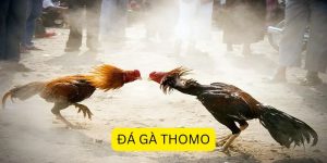 Đá gà thomo