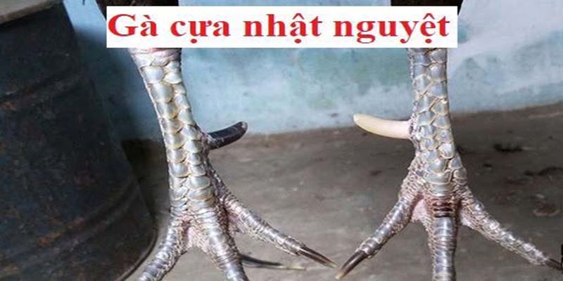 Những chiến thuật chọi gà hiệu quả