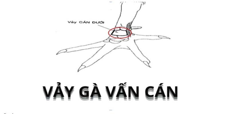 Vảy vấn cán và cách nhận biết chính xác