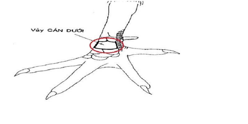 Vảy vấn cán ảnh hưởng đến lối đá của chiến kê như thế nào