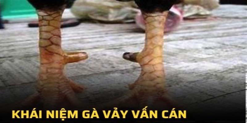 Hướng dẫn cách chọn gà có vảy vấn cán đẹp để thi đấu