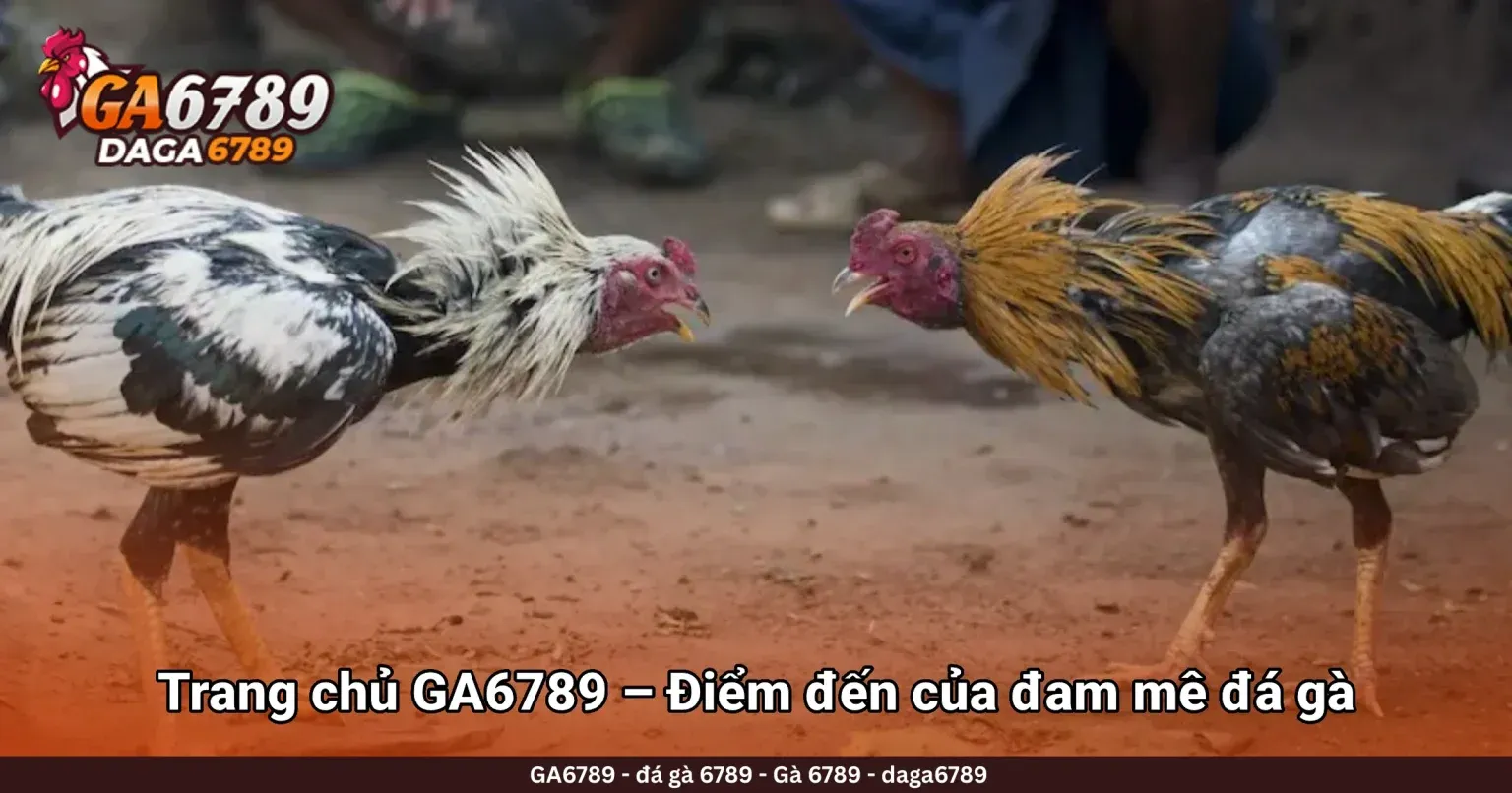 Cách Làm Cho Gà Chọi Săn Chắc Hiệu Quả